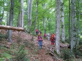 23. kroz šumu i ...